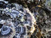 Trametes versicolor image