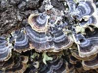 Trametes versicolor image