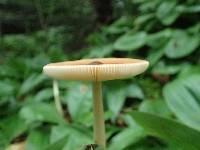 Amanita fulva image