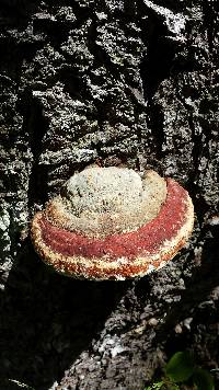 Fomitopsis pinicola image