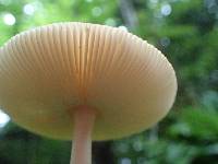 Amanita fulva image