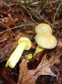 Retiboletus ornatipes image