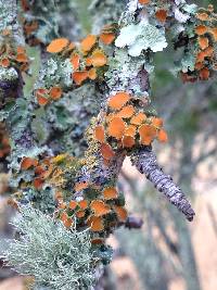 Teloschistes chrysophthalmus image