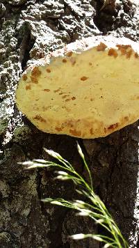 Fomitopsis pinicola image