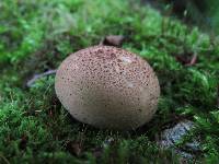 Lycoperdon pyriforme image