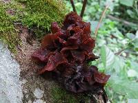 Tremella foliacea image