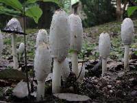 Coprinus comatus image