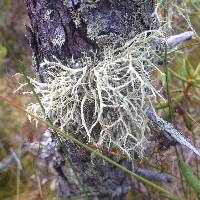 Evernia mesomorpha image