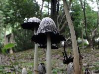 Coprinus comatus image