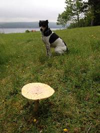 Amanita muscaria image