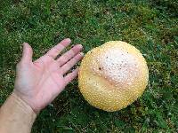 Amanita muscaria image