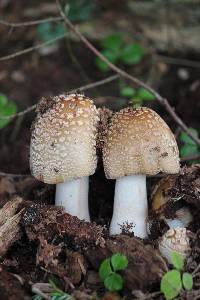 Amanita amerirubescens image