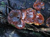 Flammulina velutipes image