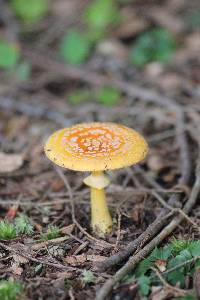 Amanita flavoconia image