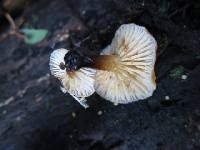 Flammulina velutipes image