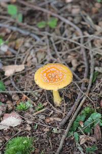 Amanita flavoconia image