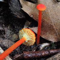 Hygrocybe cantharellus image