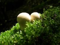 Lycoperdon pyriforme image