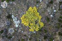 Xanthoria parietina var. parietina image