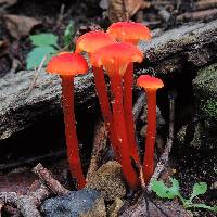 Hygrocybe cantharellus image