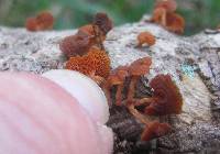 Favolaschia calocera image