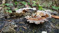 Trametes versicolor image