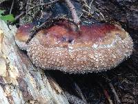 Fomitopsis pinicola image