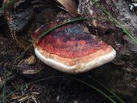 Fomitopsis pinicola image