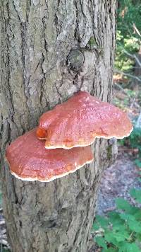 Ganoderma tsugae image