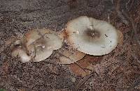 Leucopaxillus gentianeus image