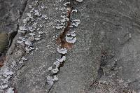 Schizophyllum commune image