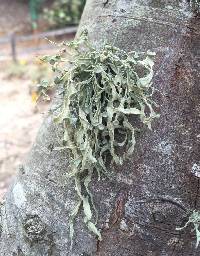 Ramalina leptocarpha image