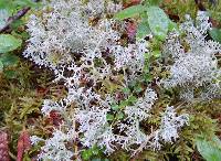 Cladonia rangiferina image