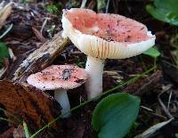 Russula emetica image