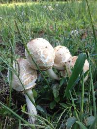 Chlorophyllum molybdites image