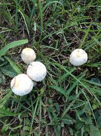 Chlorophyllum molybdites image