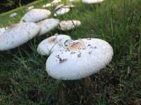 Chlorophyllum molybdites image