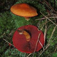 Cortinarius semisanguineus image