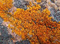 Xanthoria elegans image