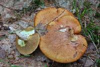 Suillus granulatus image