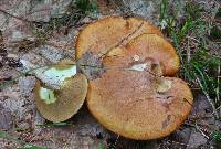 Suillus granulatus image