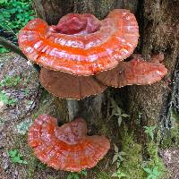 Ganoderma lucidum image