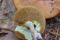 Suillus granulatus image