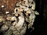 Trametes versicolor image