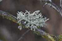 Evernia prunastri image