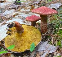 Suillus pictus image