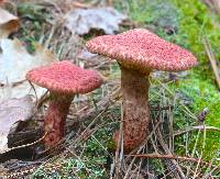 Suillus pictus image