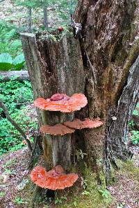 Ganoderma lucidum image