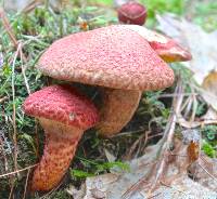 Suillus pictus image