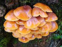 Flammulina velutipes image